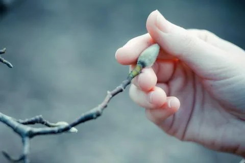 Close up bud caressing concept photo Stock Photos