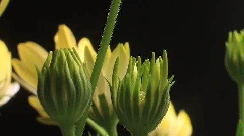 Close up bud growing time lapse blossom blooming White Lightning flowers Stock Footage
