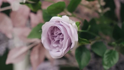 Close-up of a bud of living flowers decorating the space. Pleasant lilac color Video stock 220151434