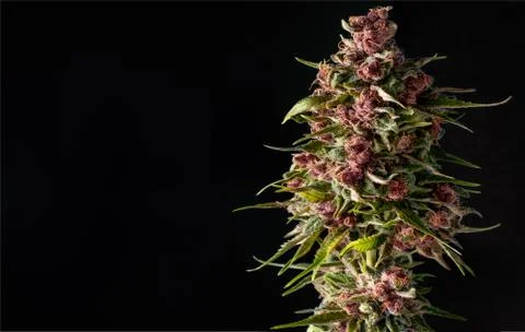 Close-up bud marijuana Stock Photos
