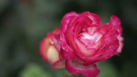 Close up bud of pink rose with blurred green background. blooming rose Video stock 219283841