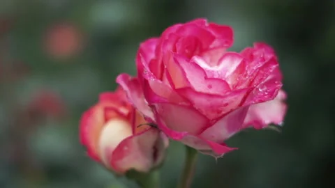 Close up bud of pink rose with blurred green background. blooming rose Video stock 219283882