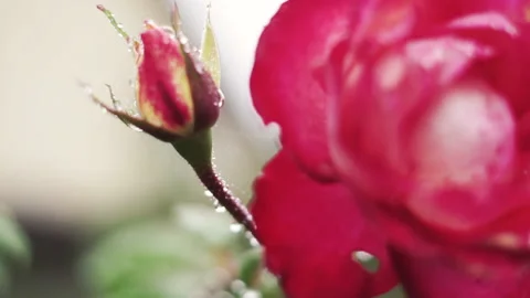 Close up bud of pink rose with blurred green background. blooming rose Stock-Footage 219283896