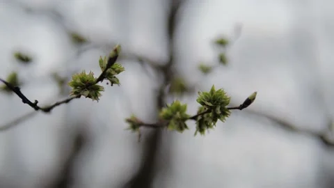 Close-up of a bud on a tree. small green leaves. early spring, budding Stock Footage 154968655