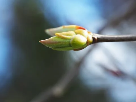 Close-up of the Bud from which the leaf sprouts. Blurred background, selectiv Stock Photos