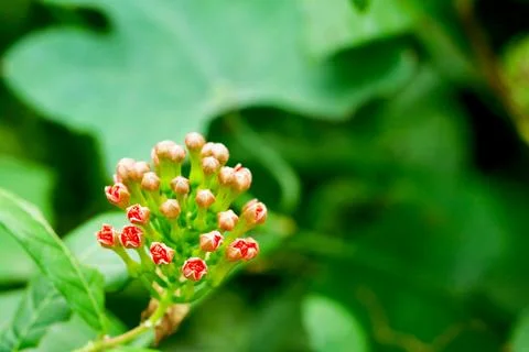 Close-up of a budding cluster of small red and pink flowers with green leav.. Stock-Fotos