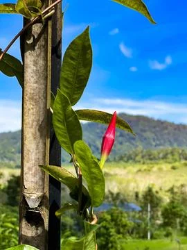 Close-Up of a Budding Flower Against a Mountain Landscape Stock Photos