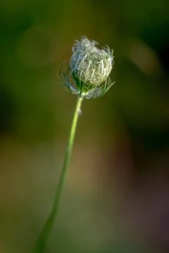 Close up of a budding flower Stock Photos