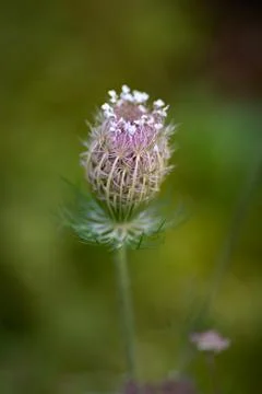 Close up of a budding flower Stock Photos