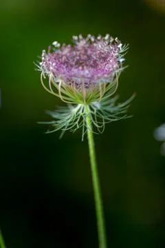 Close up of a budding flower Stock Photos