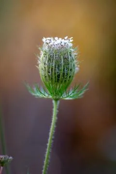 Close up of a budding flower Stock Photos
