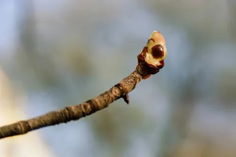 Close-up of a budding flower on a thin branch in spring Stock Photos
