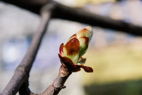 Close-up of budding flower on tree branch in spring Stock Photos