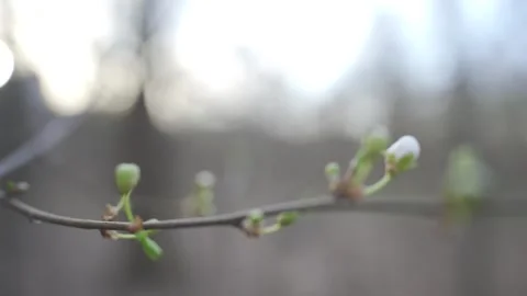 Close-Up of Budding Flowers on Tree Branch in Early Spring | HLG Stock Footage 311897454