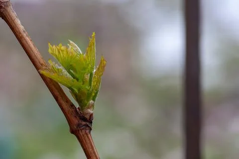 Close-up of budding grape bud. Newly formed young leaves and young green branch Stock Photos