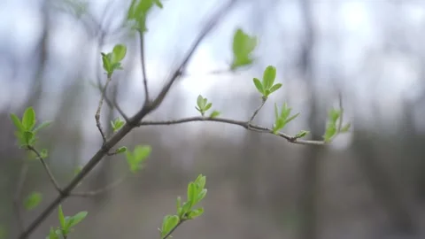 Close-up of Budding Green Leaves Against Blurred Forest Background | HLG Stock Footage 311897451