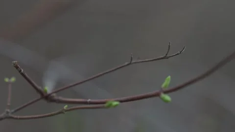 Close-Up of Budding Leaves on a Slim Branch in Nature | HLG Stock Footage 304169424