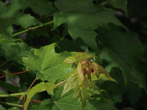 A close-up of budding maple leaves Stock Photos