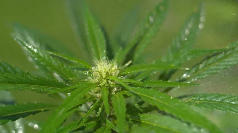 CLOSE UP: Budding marijuana plant is watered by an unrecognizable gardener. Stock Footage 143283897