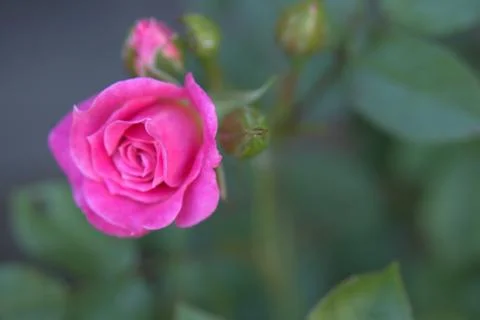 Close up of budding pink rose flower Stock Photos