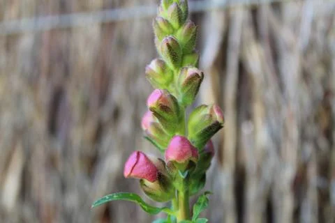 Close Up of Budding Pink Snapdragon Stock Photos