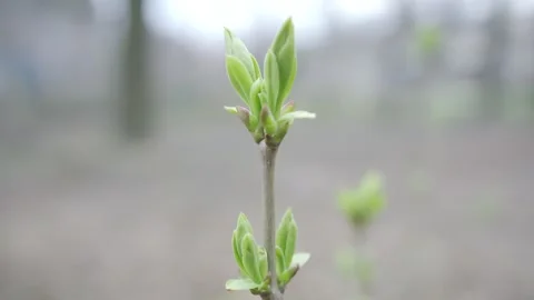 Close-Up of Budding Plant Against Blurred Natural Background | HLG Stock Footage 304392074