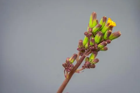 Close-up of a budding plant tip showing Green, purple and Yellow buds Stock Photos