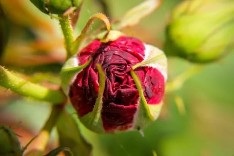 Close up of a budding red rose on a rose bush on a bright summers day Stock Photos