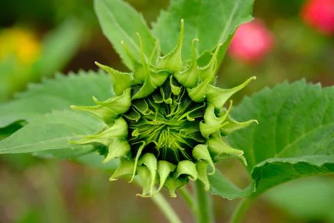 Close-up of Budding Sunflower Foto stock
