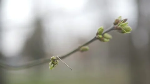 Close-Up of Budding Tree Branch in Early Spring | HLG Stock Footage 304391425