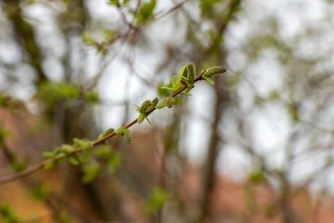 Close-up of a budding tree branch with fresh green leaves in early spring Stock Photos