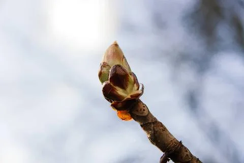 Close-up of a budding tree branch with new leaves and bud Stock Photos