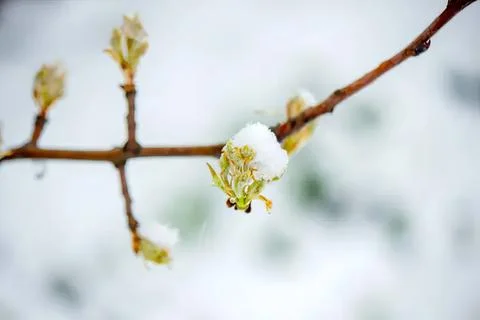 Close-up of budding tree branch with snow in winter Stock Photos