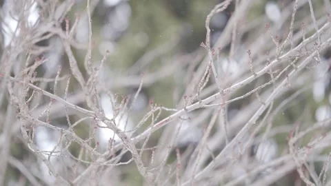 Close-Up of Budding Tree Branches in Early Spring | HLG Stock Footage 302488544