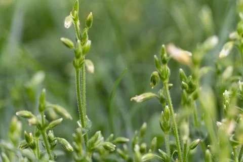 Close Up of Budding Wildflowers Stock Photos