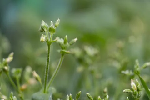 Close Up of Budding Wildflowers Stock Photos