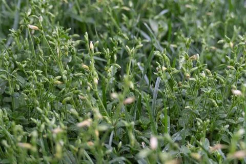 Close Up of Budding Wildflowers Stock Photos