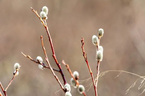Close-up of budding willow branches with soft, fuzzy catkins against a blur.. Stock Photos