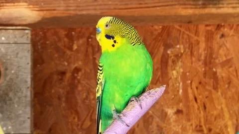 Close Up of Budgerigar Perched on Branch 스톡 동영상 333967252