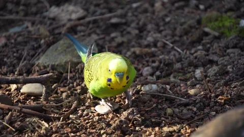 Close up of a budgie bird  Stock Footage 267499918