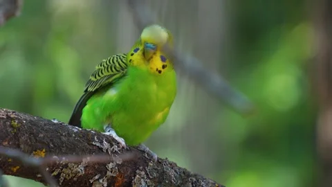 Close up of a budgie bird Stock Footage 273650855