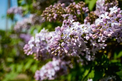 Close-up of buds and opened petals of a purple lilac on a twig against Stock-Fotos