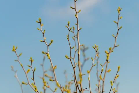 Close up buds, blue sky backdrop soft early spring light, shallow depth of .. Stock Photos
