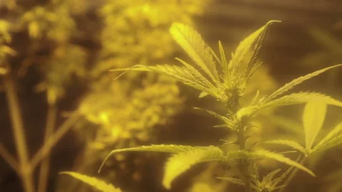 Close up buds of cannabis growing indoor with warm lamp. High evaporation Video stock 219282201