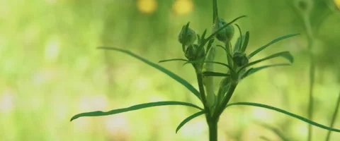 Close up of buds of flowers Stock Footage 251734785