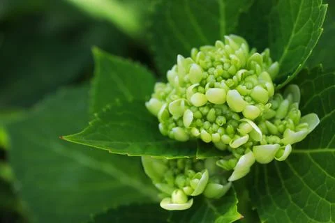 Close up buds of Hydrangea flower or Hydrangea macrophylla, Hortensia flower Stock Photos