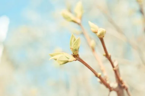 Close up of buds Stock Photos