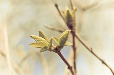 Close up of buds Stock Photos