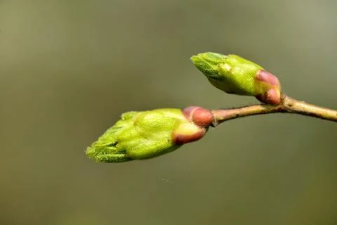 Close-up of buds of a tree on a green background Foto stock