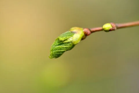Close-up of buds of a tree on a green background Stock Photos